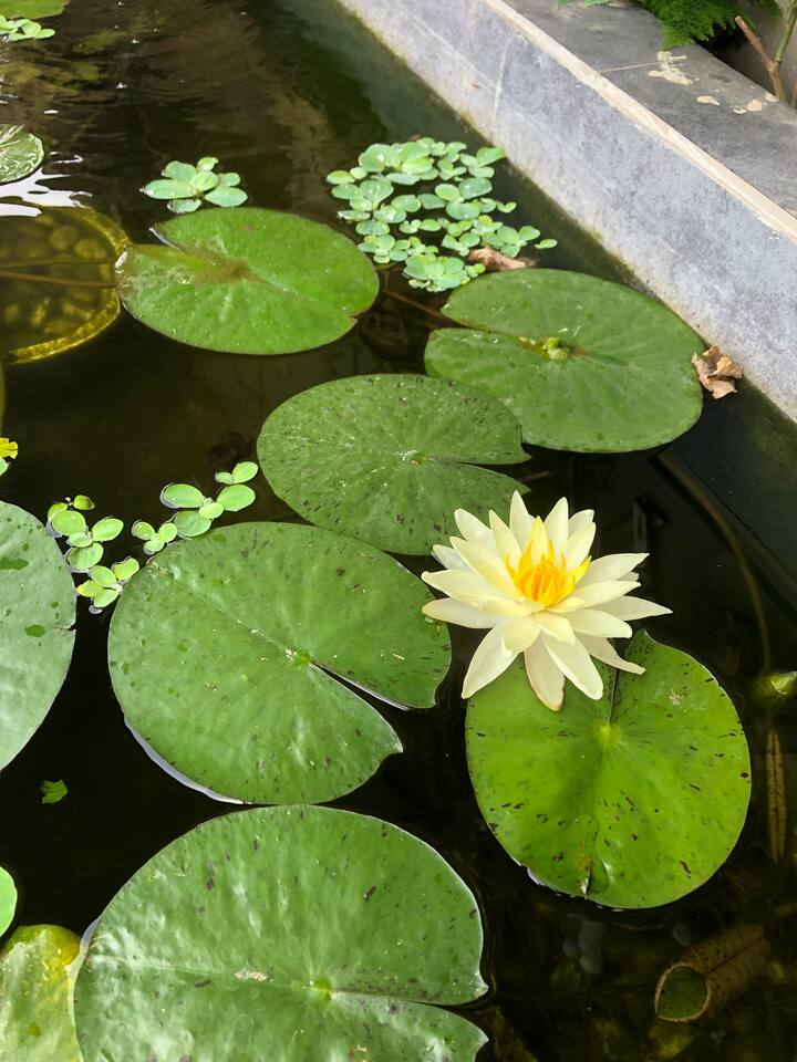 鱼池里的睡莲,是房东最爱的花之一