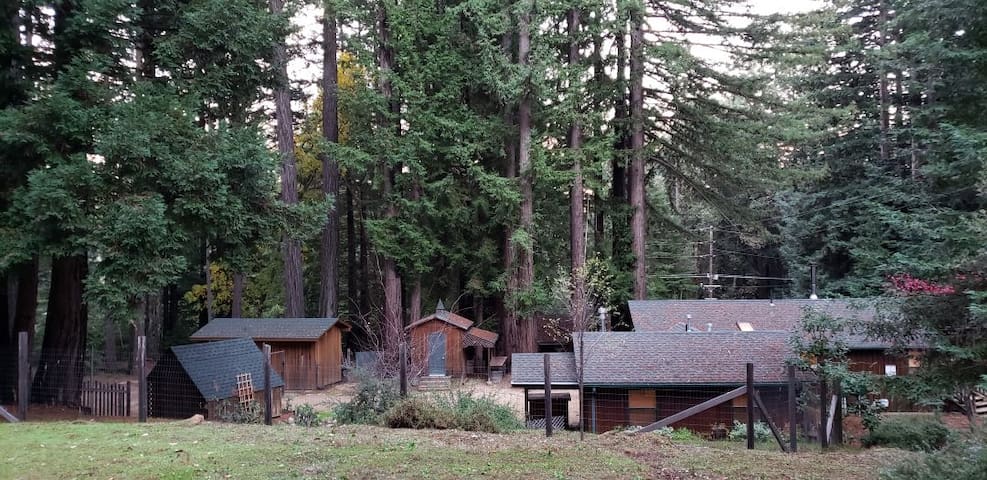 redwoodforest美国,美国 majestic house in the redwood forest