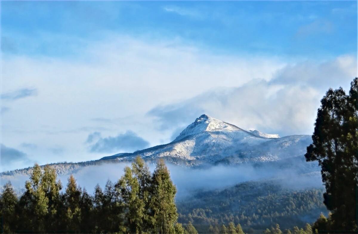 Maydena山景花园公寓和羊驼