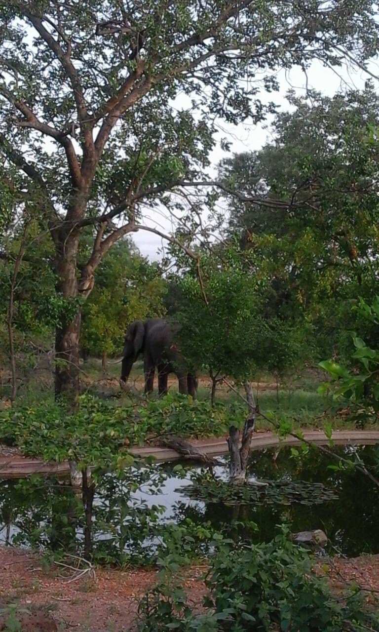 Thula Private Lodge Chalets Elephant