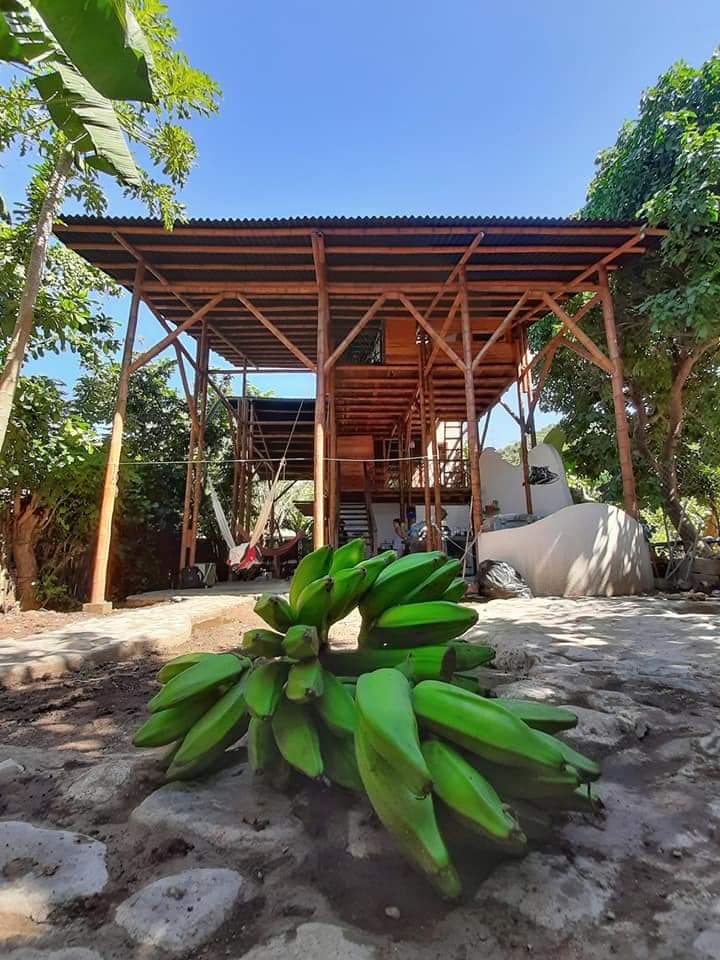 Casa dogobone tree room