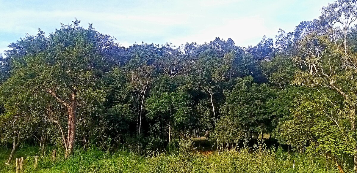 大自然中部的小屋