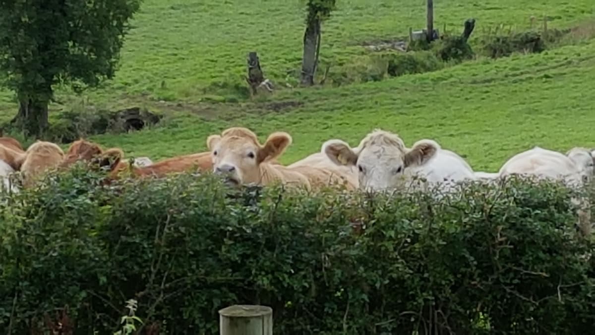 春镇茅草小屋， Augher, Co. Tyrone