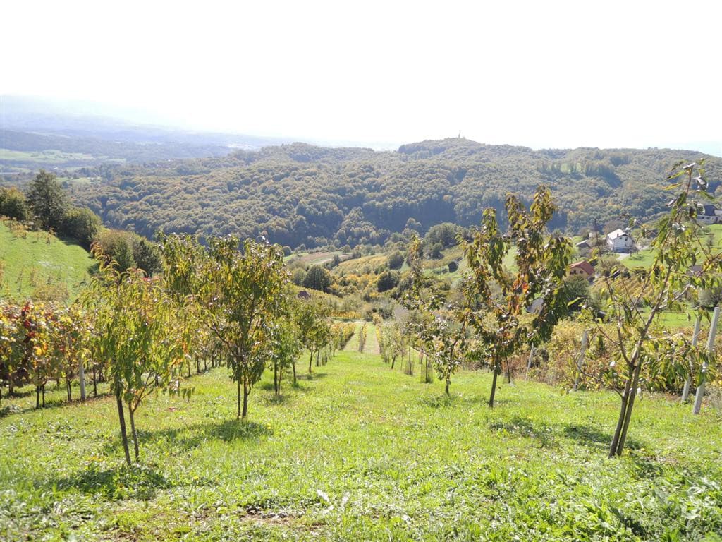 Vineyard cottage Janko in Metka