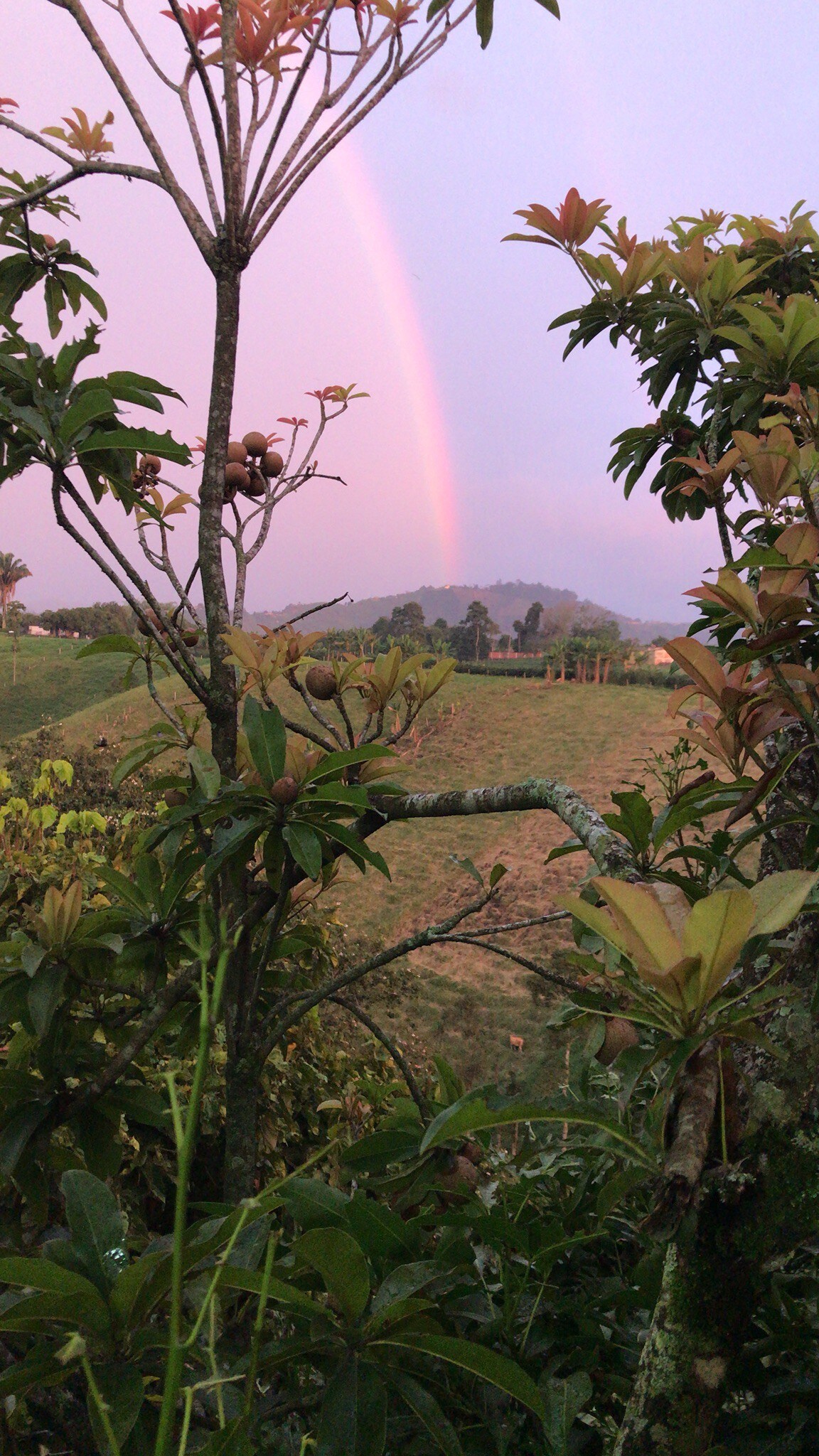 Pereira Eje Cafetero的Linda Casa Rural