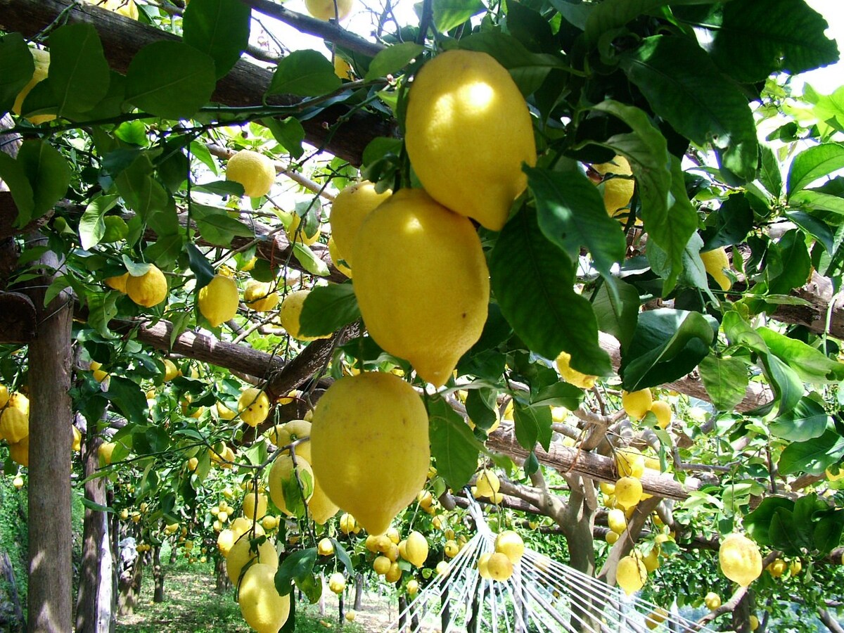 Il Limoneto (the Lemon Grove)