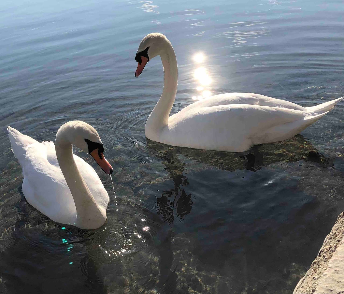 La piuma sul fiume