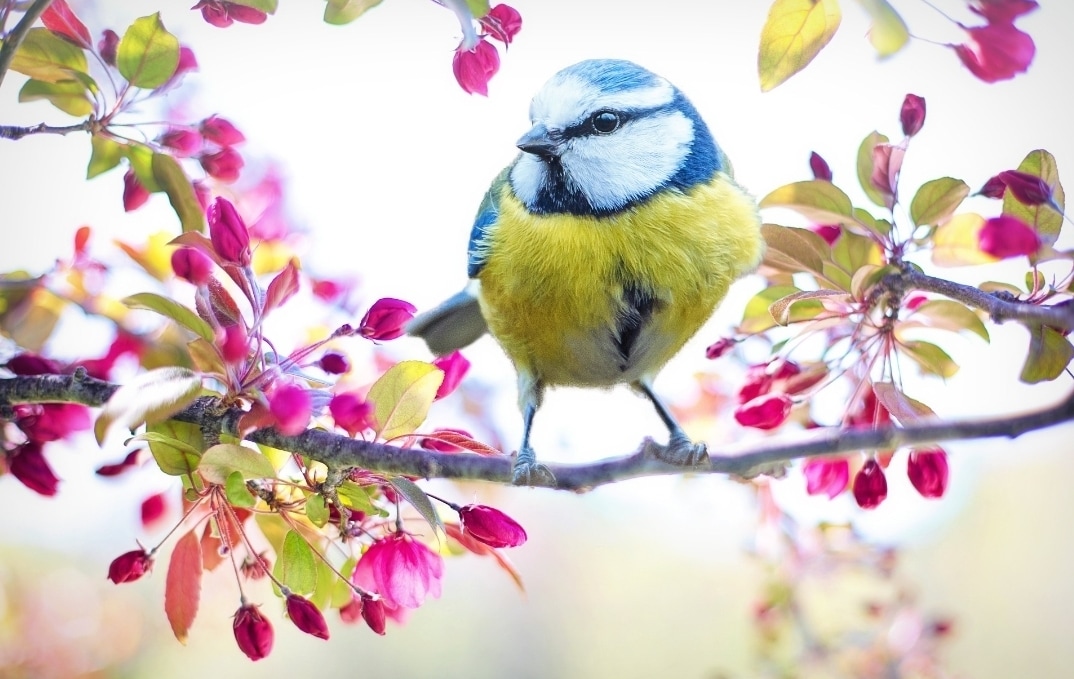 La Mésange - Appartement à Esquibien Audierne