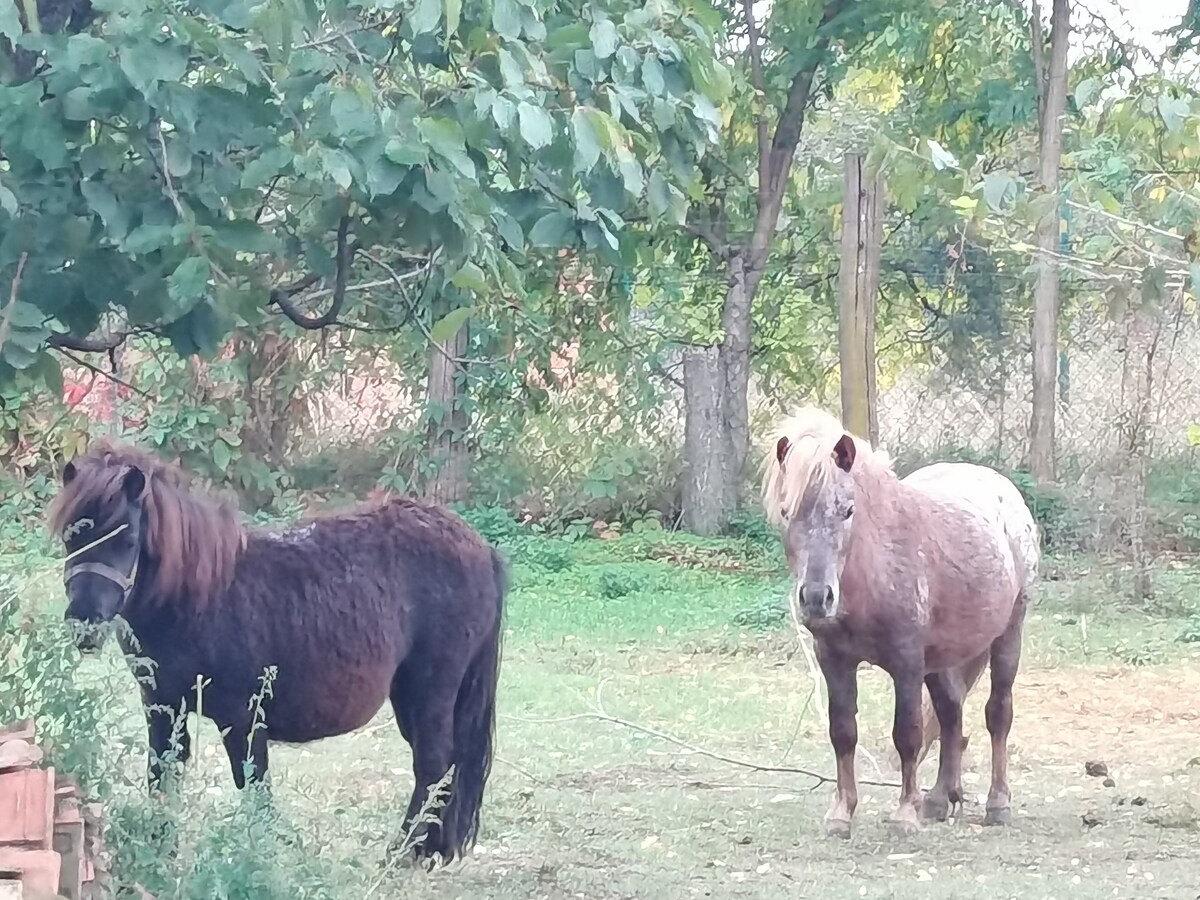 Pacir house nearby the spa with fun ponnies