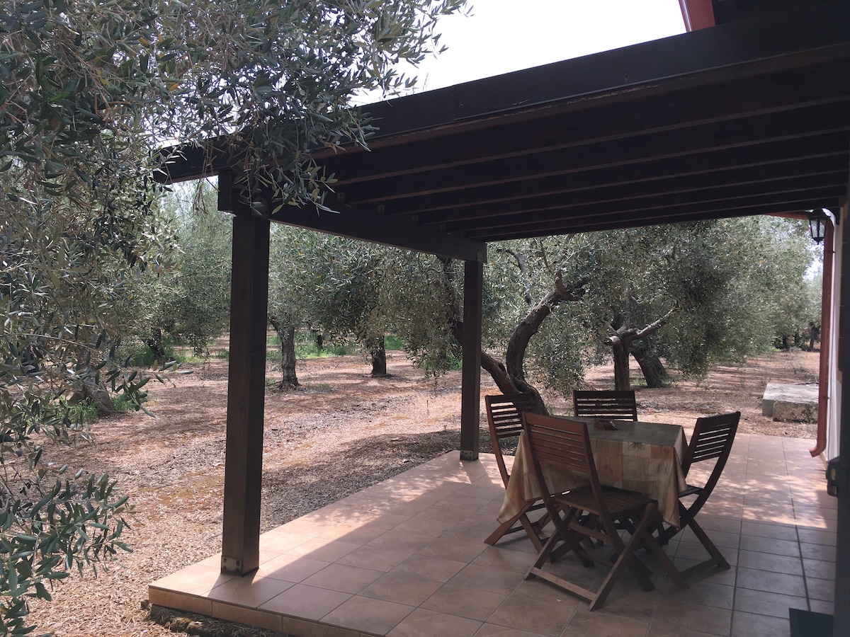 House surrounded olive trees