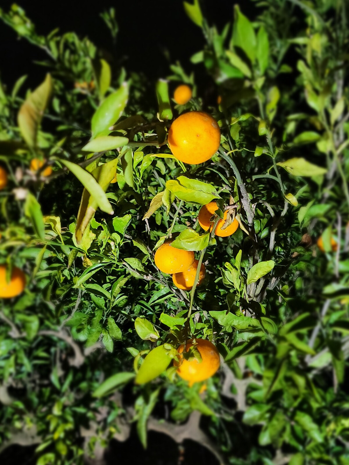 （新开放）后院橘子树小径是绝佳的住宿场所
