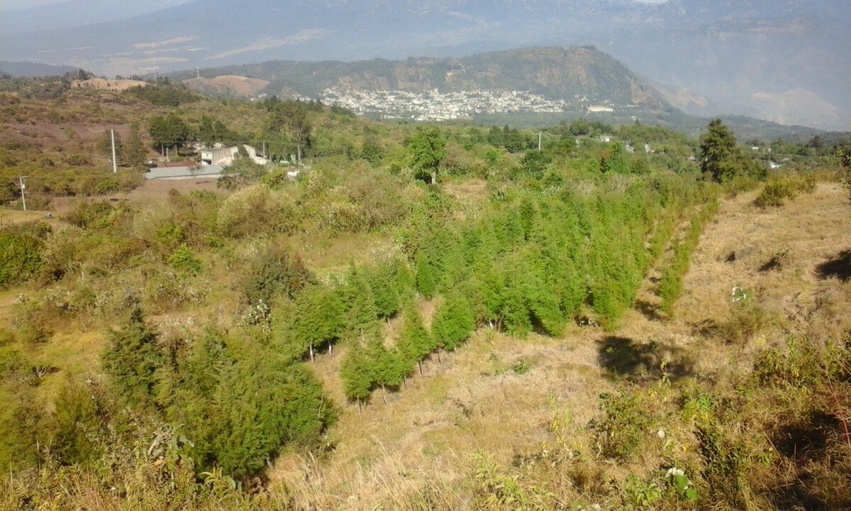 「LOS cypresses」生态公园
