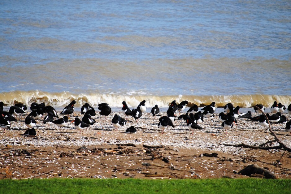 Oystercatchers Retreat