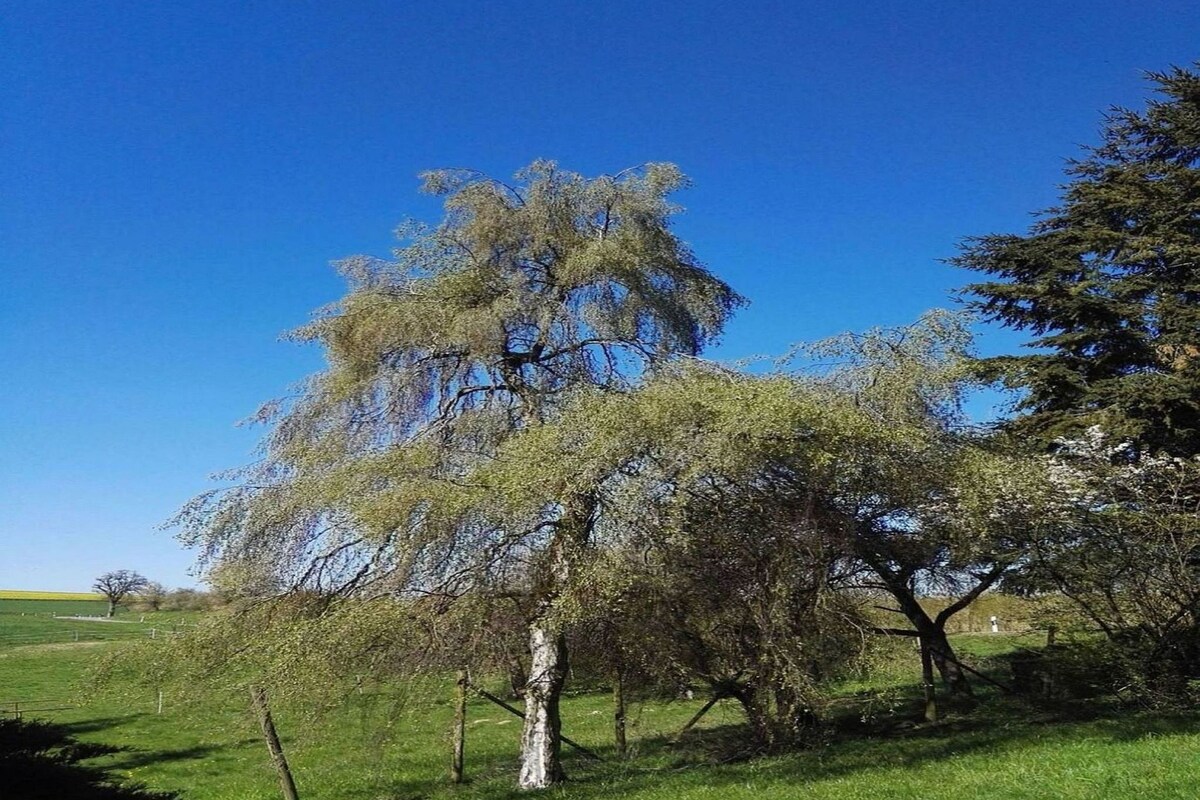 河畔菲尔茨度假房源