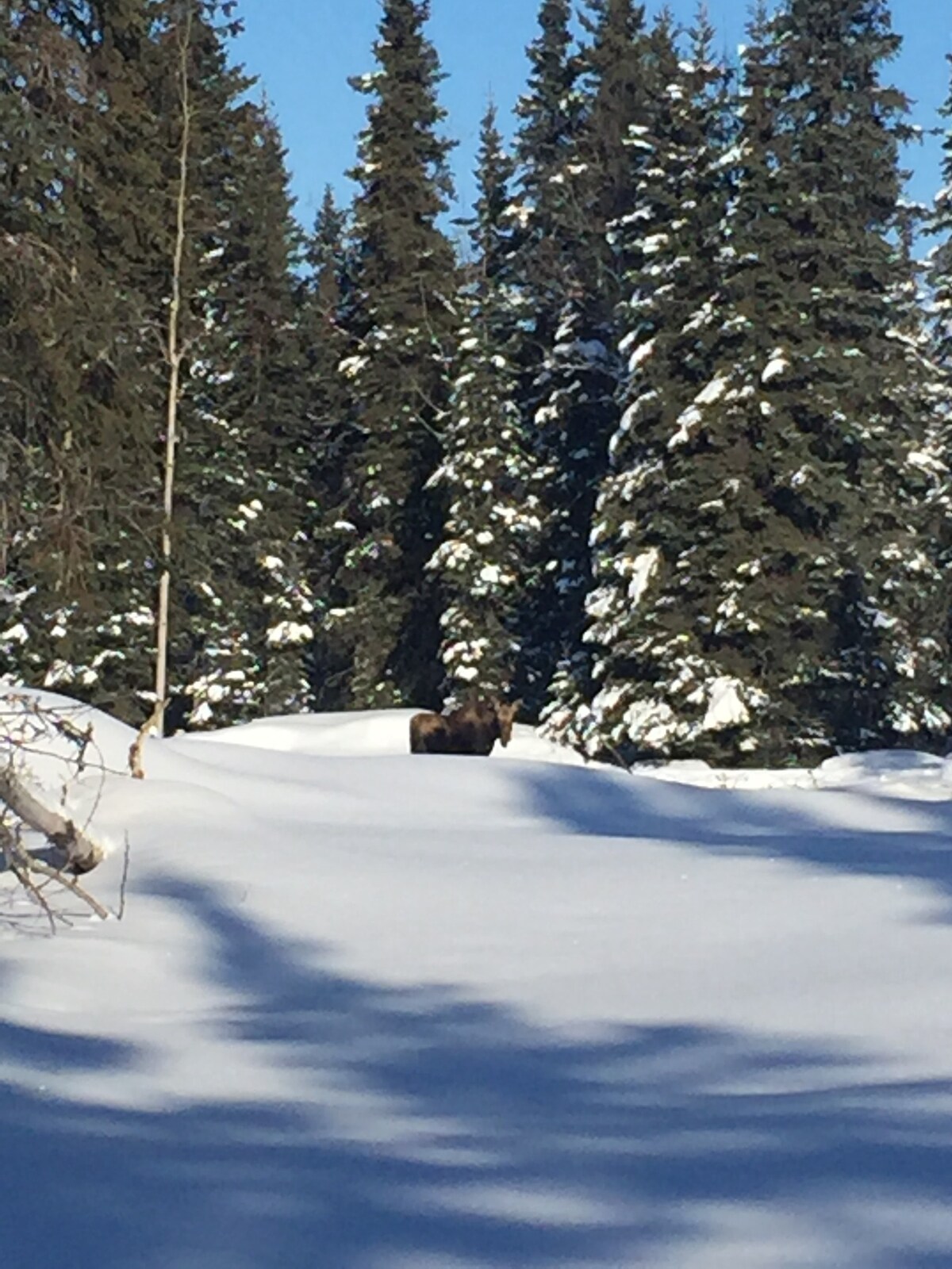 Meghan's Mighty Moose at P & K Anglers Retreat