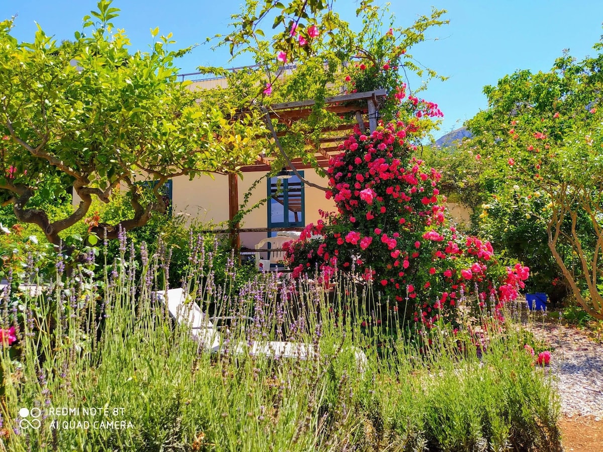 The Lemon Garden