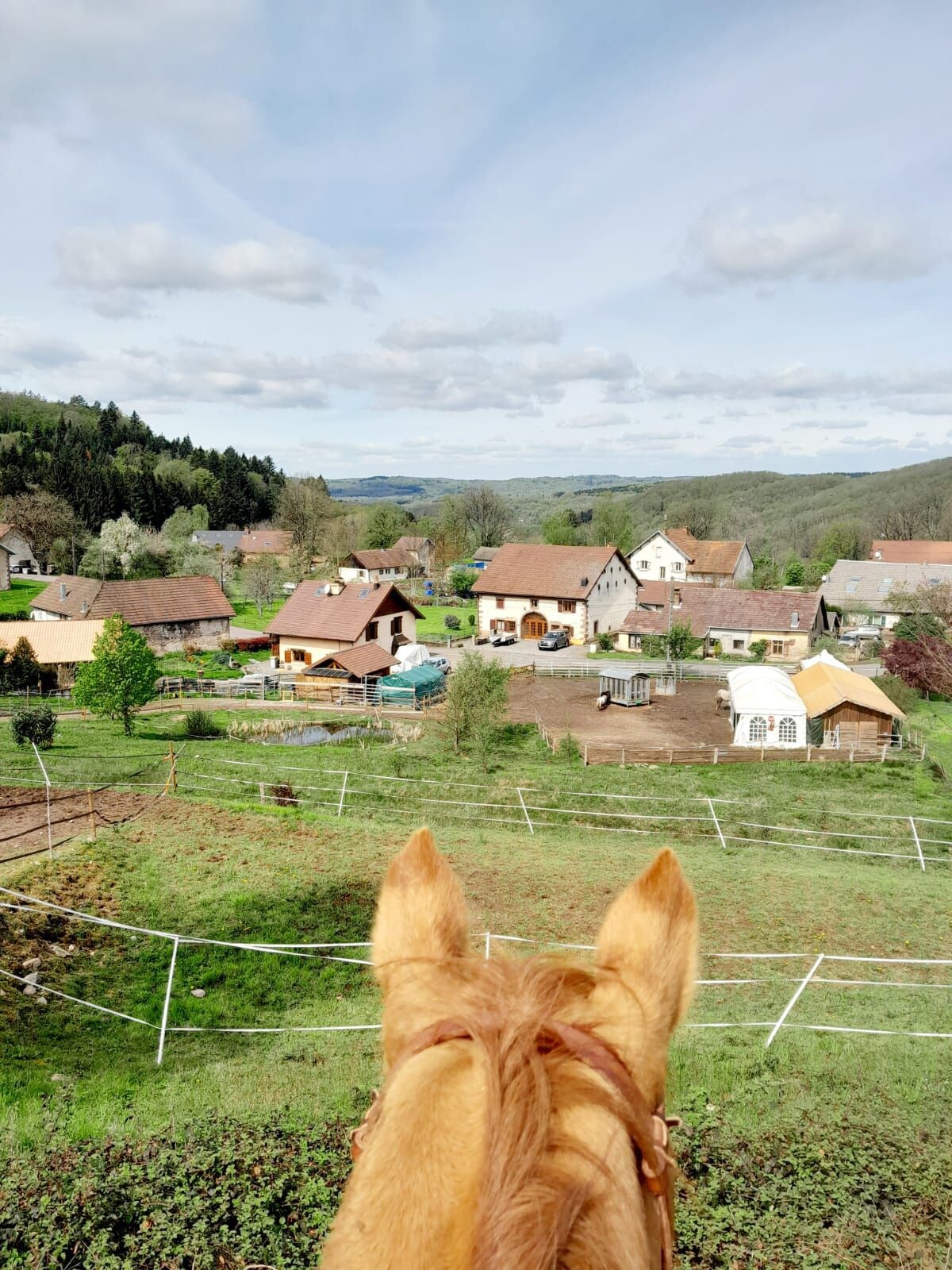 Horses au Soleil