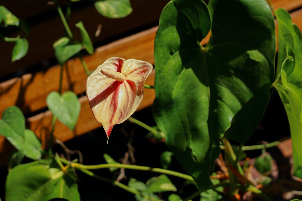 Vila do Sossego - Chalé Hibisco