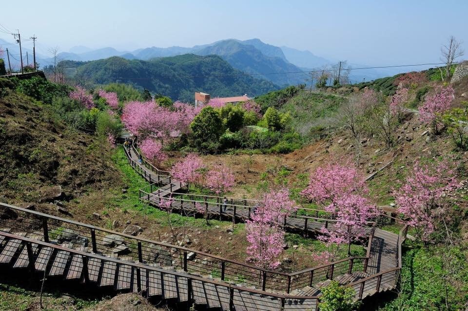 Alishan 阿里山山明秀民宿-雙人套房(含衛浴),環繞在茶園中的民宿,鄰近奮起湖(5公里)