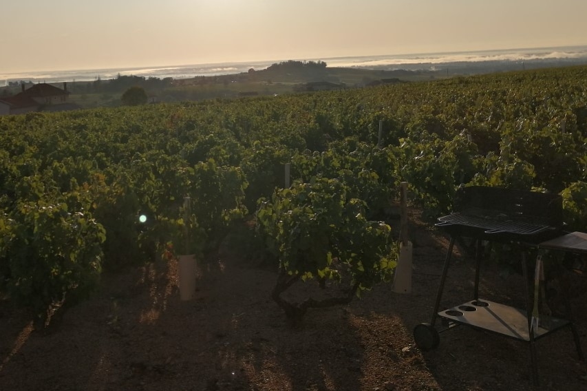 Maison au cœur des vignes, idéale en famille !