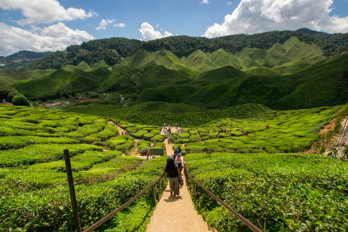 金马仑高原（ Cameron Highland ）的3间舒适卧室