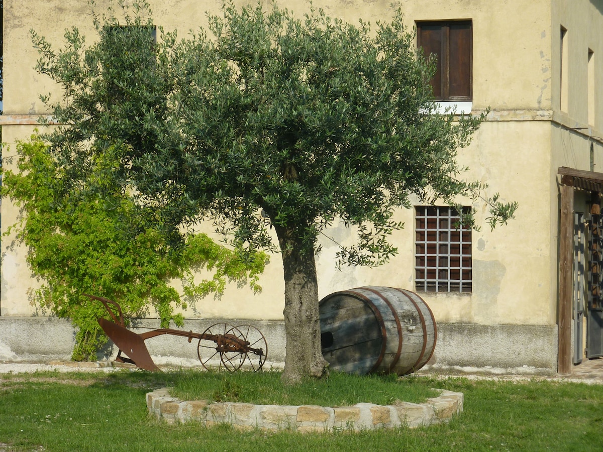 Casale Oliva; landscape of olive and cherry trees