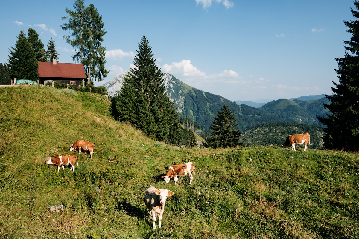 Jagdhütte Gammeringalm