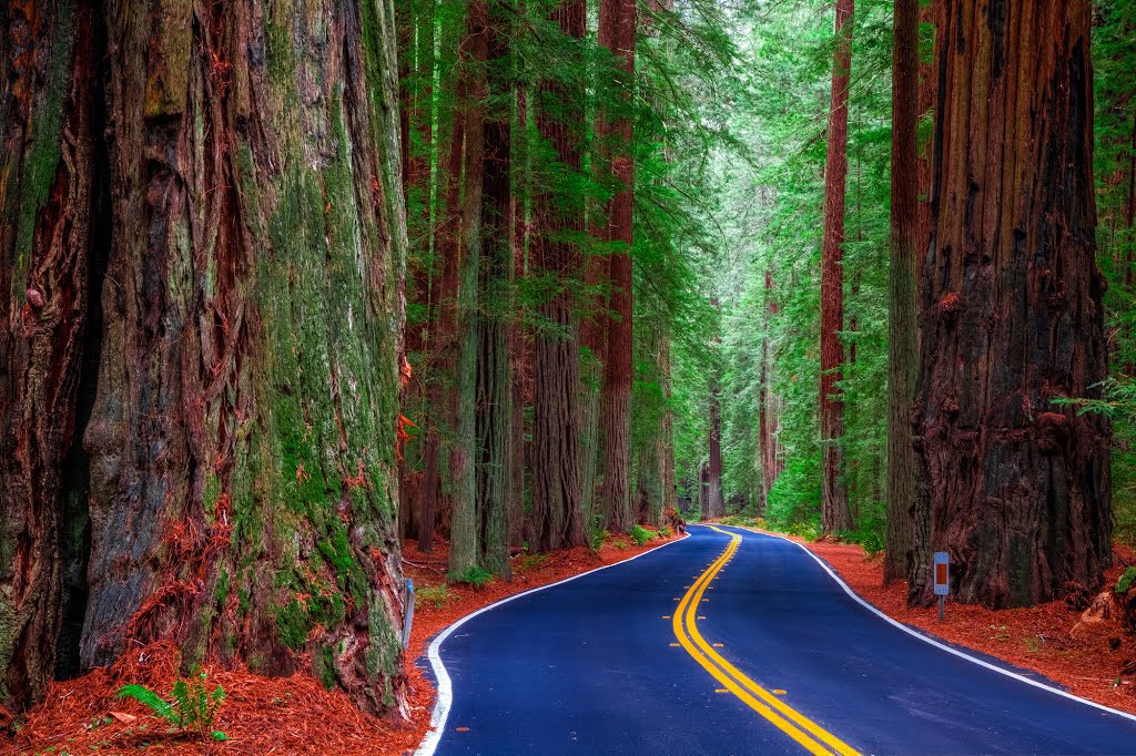 ★AVENUE of THE GIANTS - Retreat★