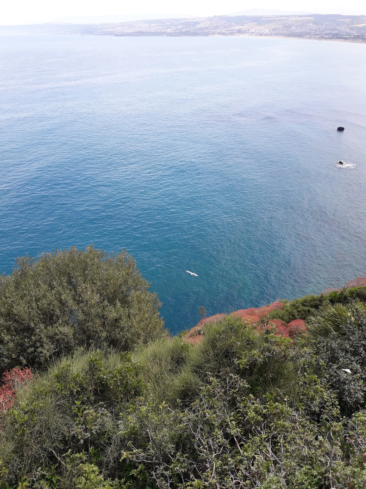 带泳池的海滨别墅（ Tipaza ）