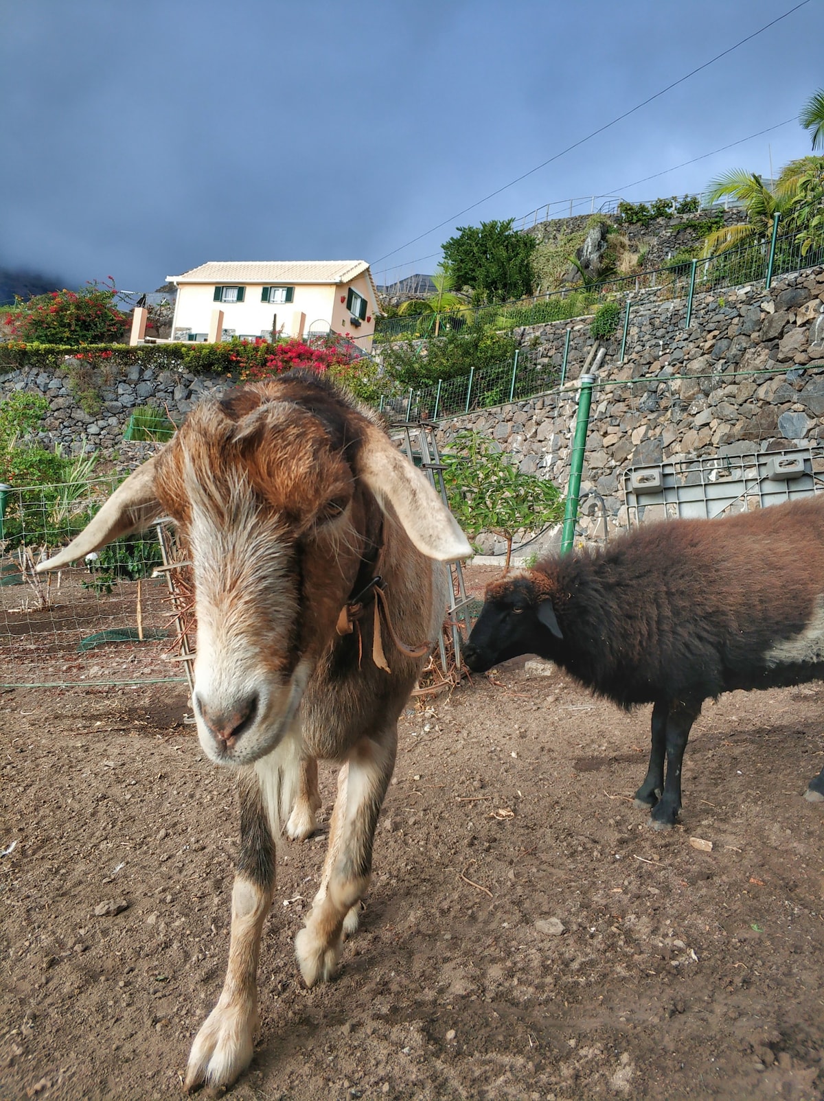 Quinta Terezinha - A True Farmhouse Experience