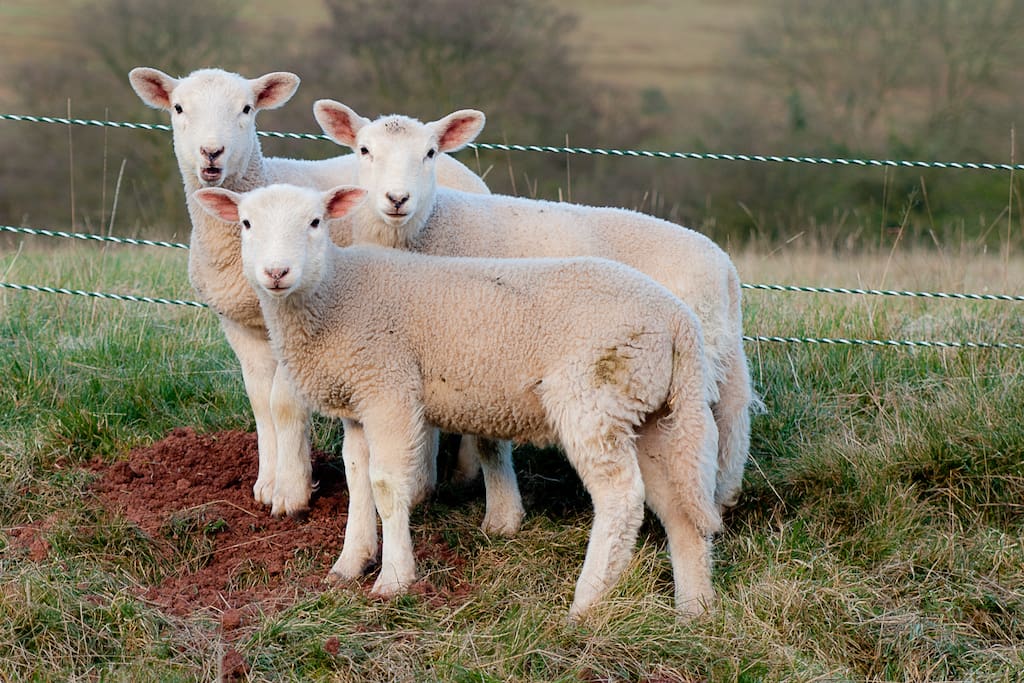 we normally have lambs goats and some poultry and sometimes