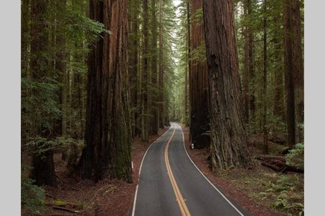 Giant Redwoods ，舒适客房# 4
