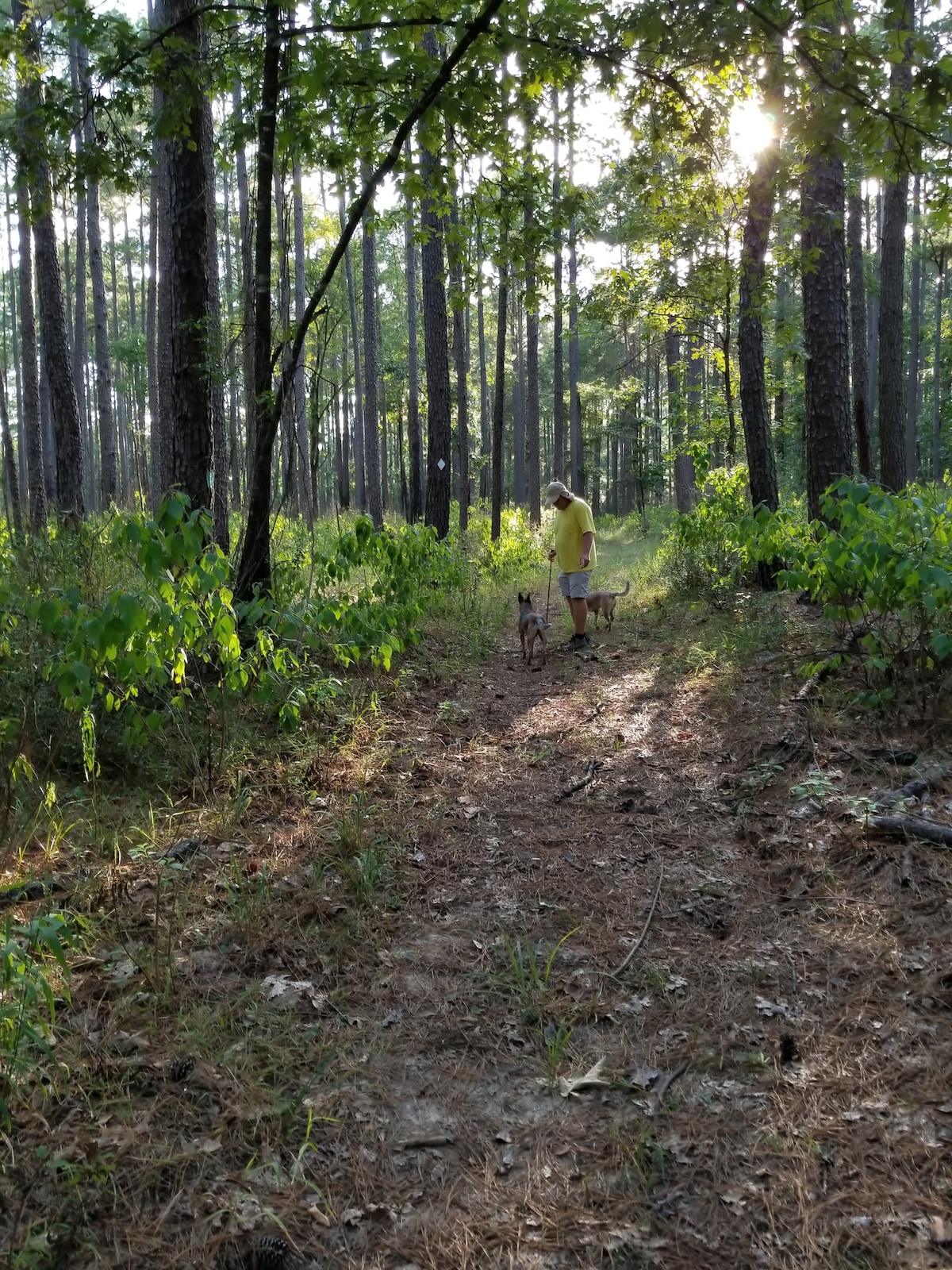 "Bank of Texas" at Oak Arbor, a forest retreat