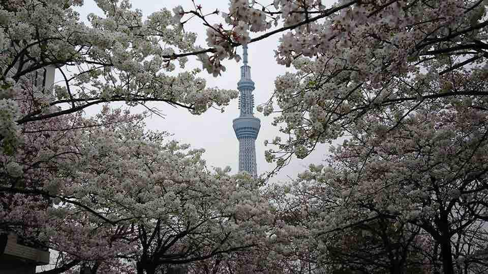 浅草/东京晴空塔/2间客栈/家庭/妈妈旅馆