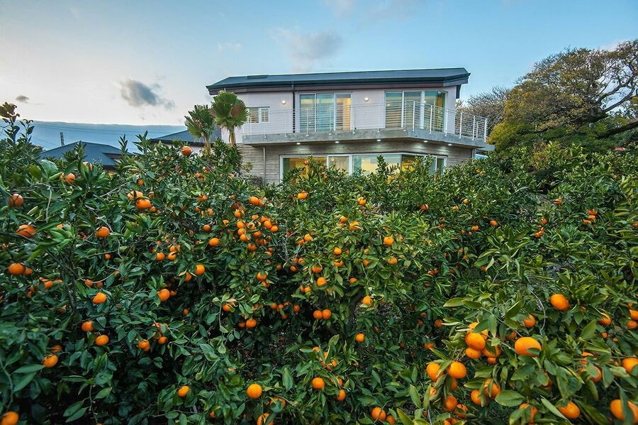 Mauruheon (Jeju Stone House & Tangerine Field Stay) - Tangerine Field Building