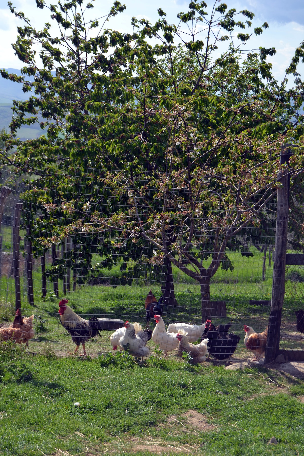 Fattoria La Goccia 1