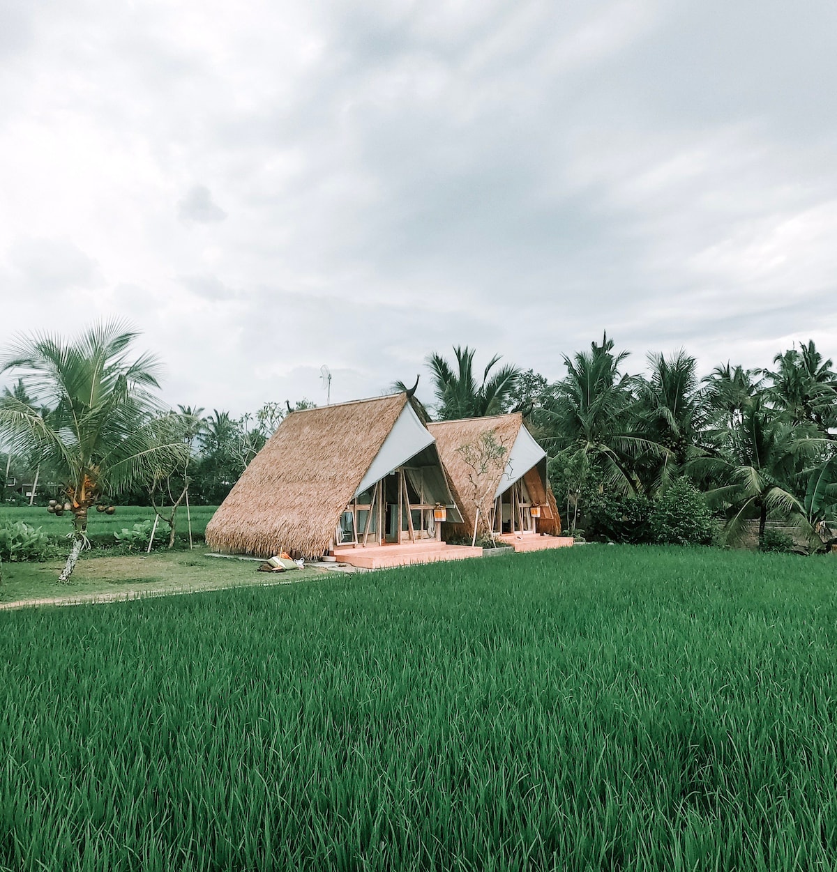 乌布（ Ubud ）令人叹为观止的稻田景观