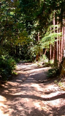 森林中的莲花小屋