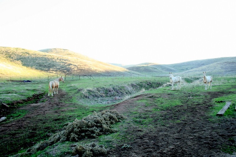 Sequoia Foothills Ranch Suite