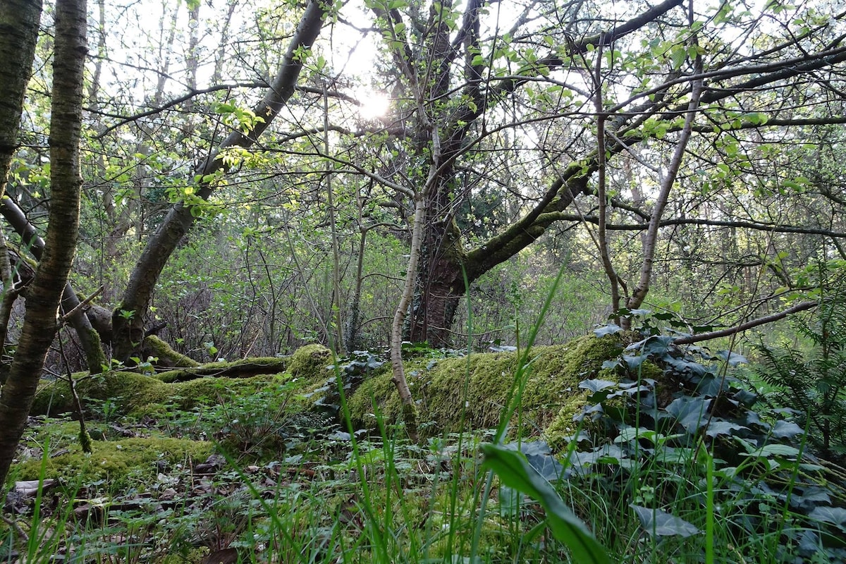 在Dornröschens Landhaus野营