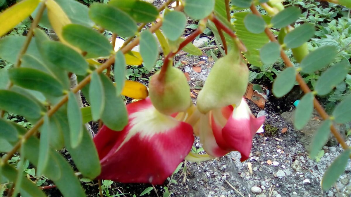 Casa el Colibrí, Finca Cerros de Payuco