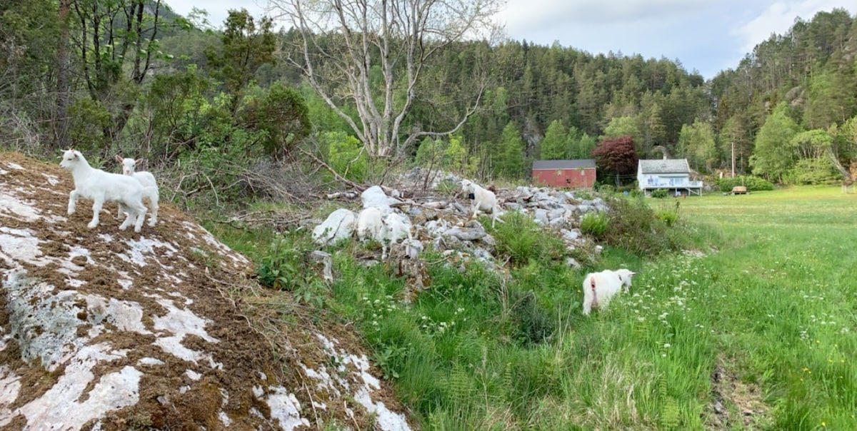 Gårds-Idyll ved Sognefjorden