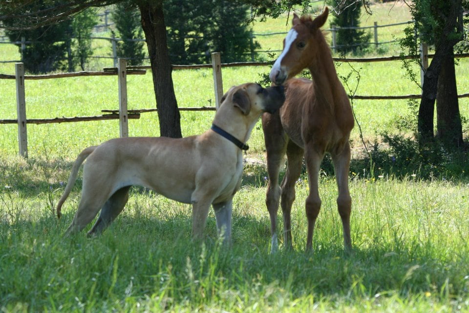 La Posada del Caballo "Summer"