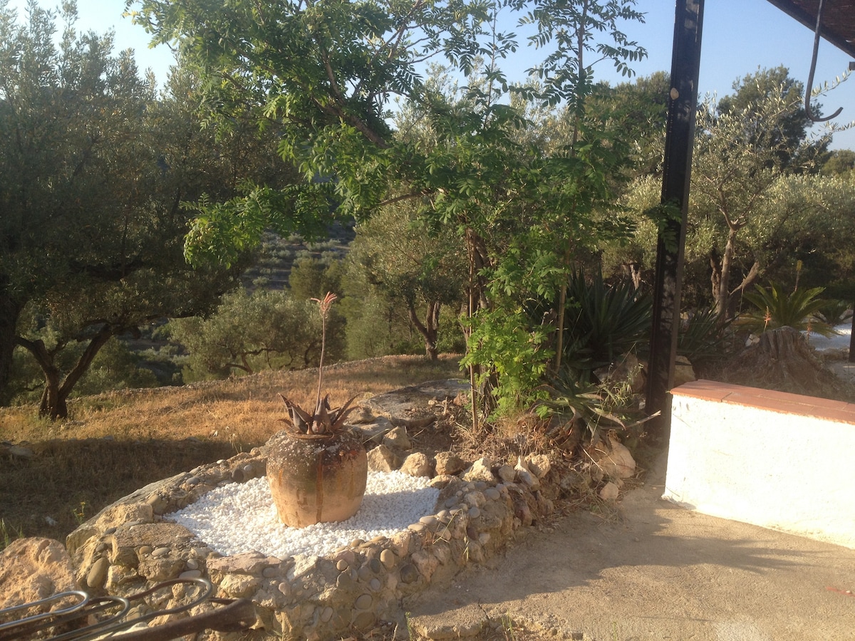 生态屋，坐落在宁静的橄榄树林中。