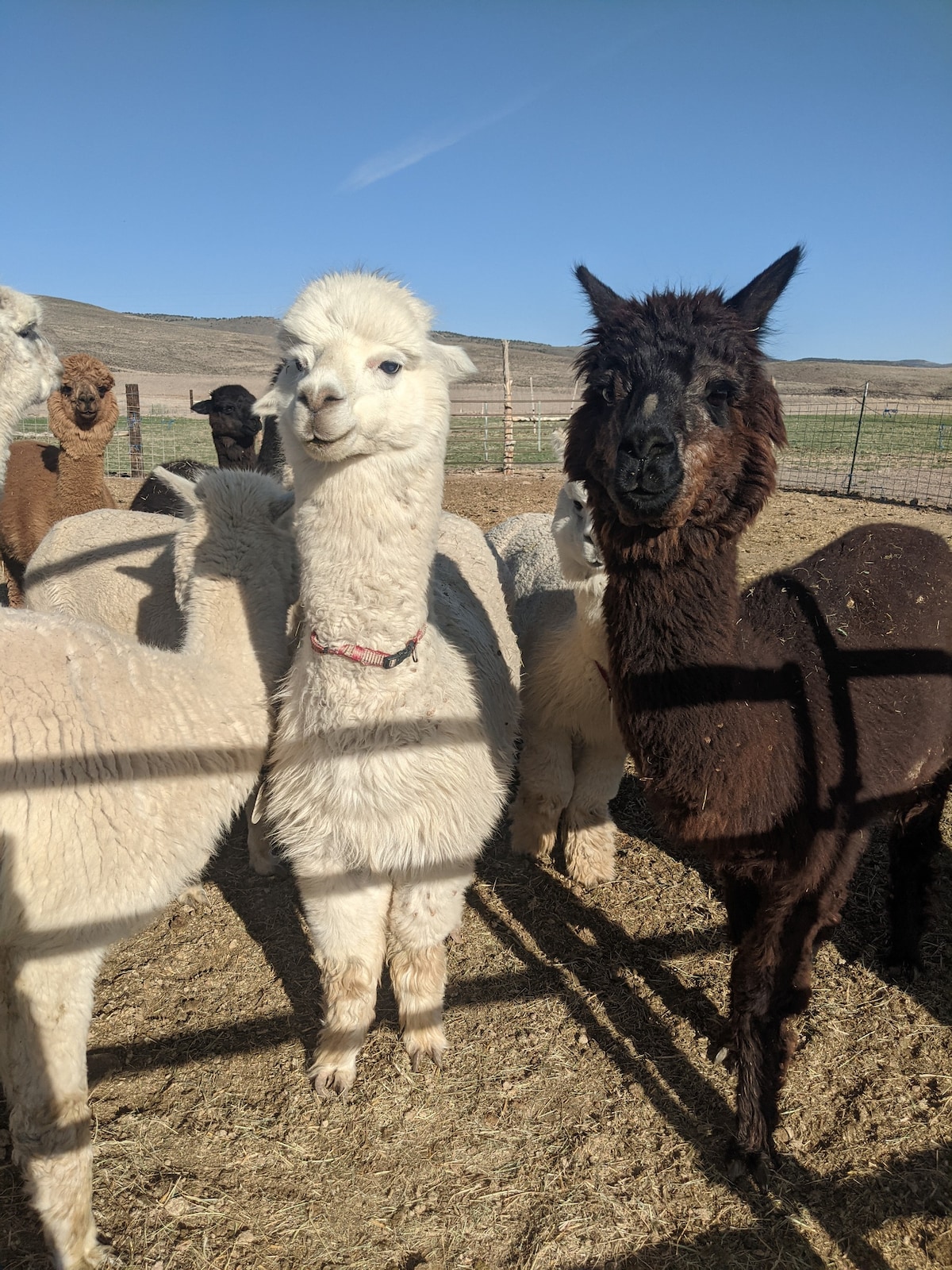 靠近国会大厦珊瑚礁（ Capitol Reef ）的Loa 's Farm