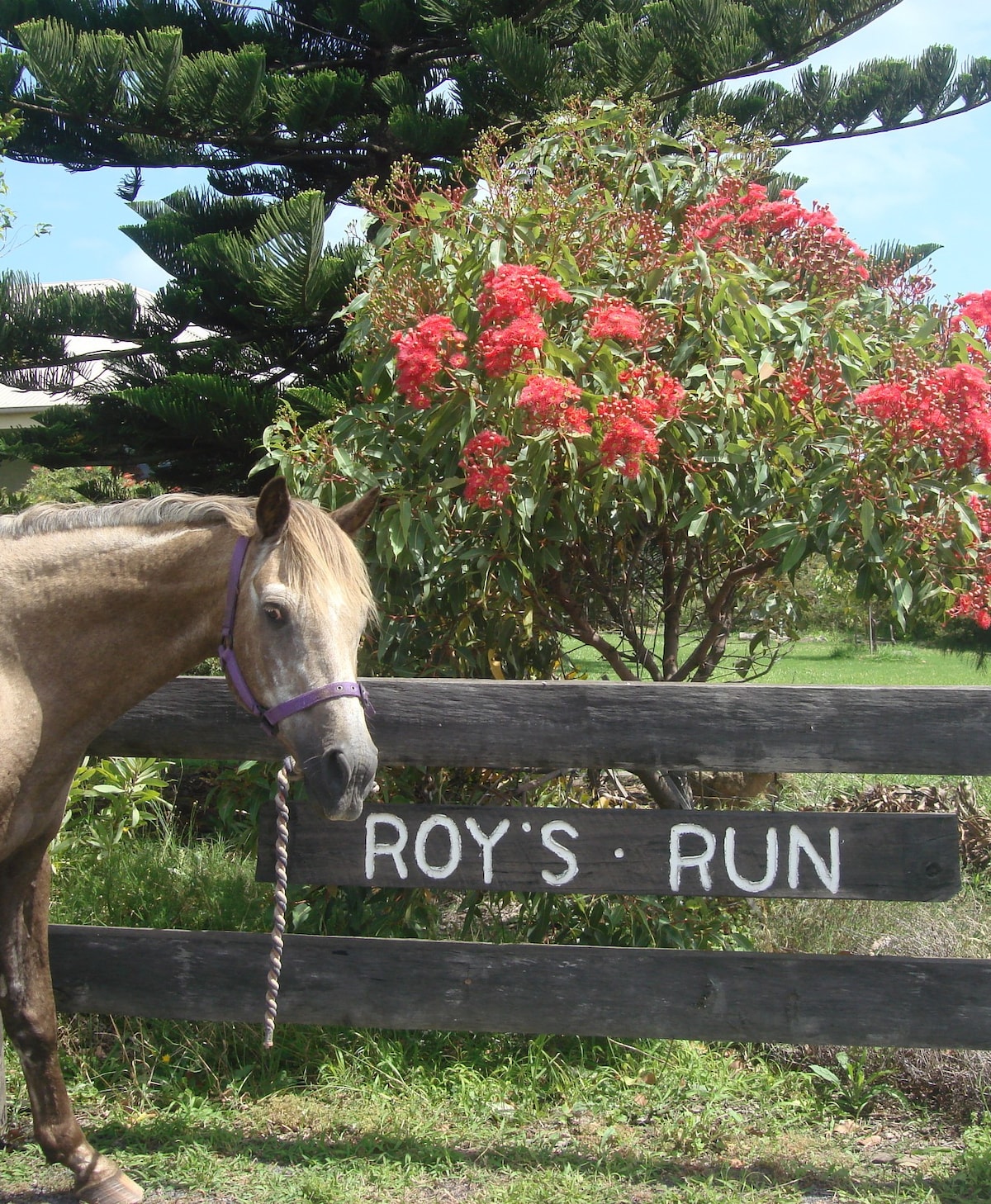 Roy 's Run Farm Stay。