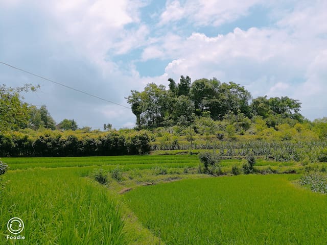 countryside【农家小住】新鲜的乡间野菜田园采摘体验钓鱼捉小龙虾