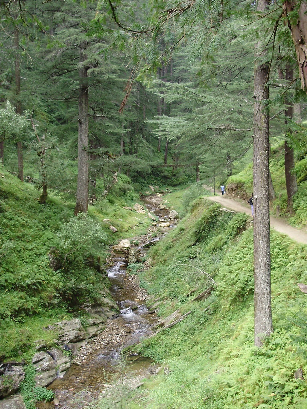 Jageshwar Jungle Lodge in Jageshwar, Almora