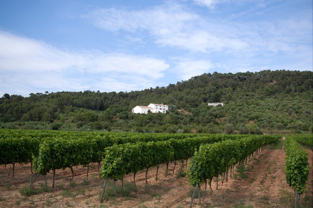 葡萄园和橄榄树林之间的农舍。 Maset de la Costa