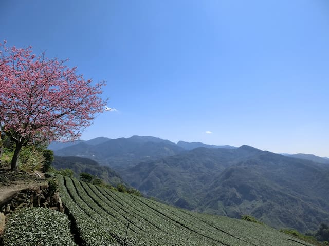 阿里山乡的民宿